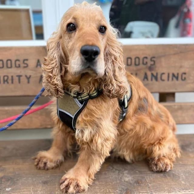 Wonton, female 4yo Cocker Spaniel for adoption at Many Tears Animal Rescue, Llanelli