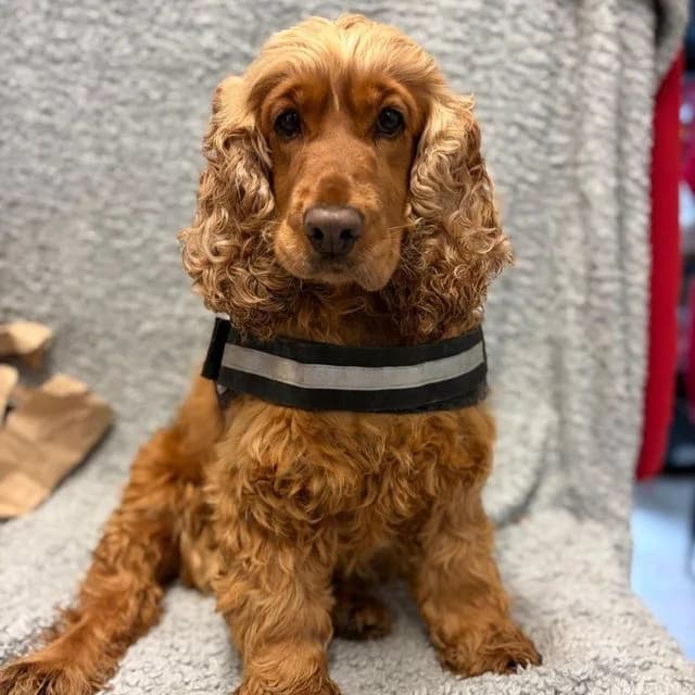 Womble, female 4yo Cocker Spaniel for adoption at Many Tears Animal Rescue, Llanelli