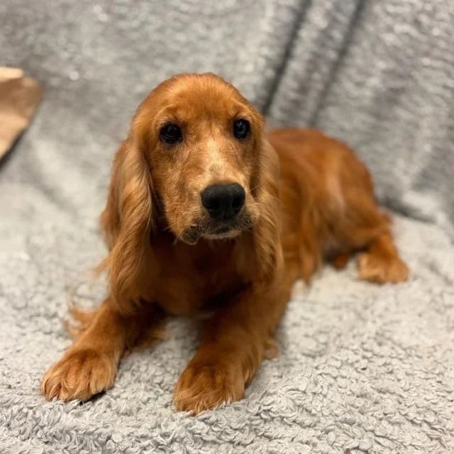 Wendy, female 7yo Cocker Spaniel for adoption at Many Tears Animal Rescue, Llanelli