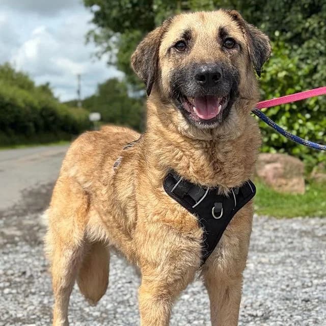 Cooper, male young Mixed Breed for adoption at Many Tears Animal Rescue, Llanelli