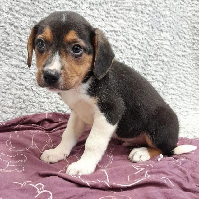 Cappuccino, male puppy Beagle for adoption at Many Tears Animal Rescue, Llanelli