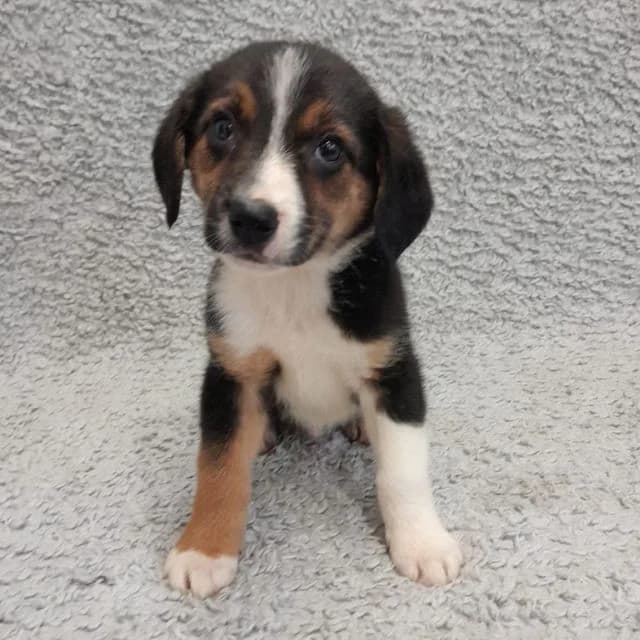 Espresso, male puppy Beagle for adoption at Many Tears Animal Rescue, Llanelli