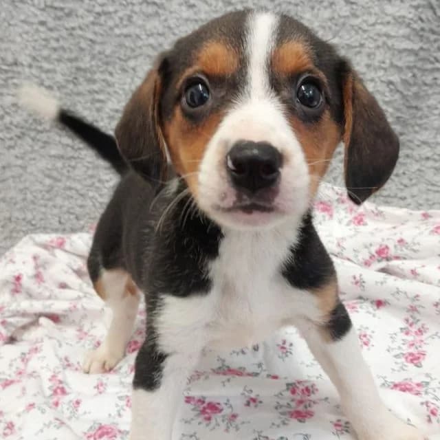 Latte, female puppy Beagle for adoption at Many Tears Animal Rescue, Llanelli