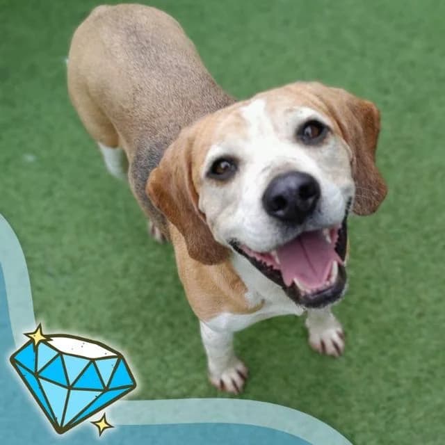 Beauty, female 5yo Beagle for adoption at Many Tears Animal Rescue, Llanelli