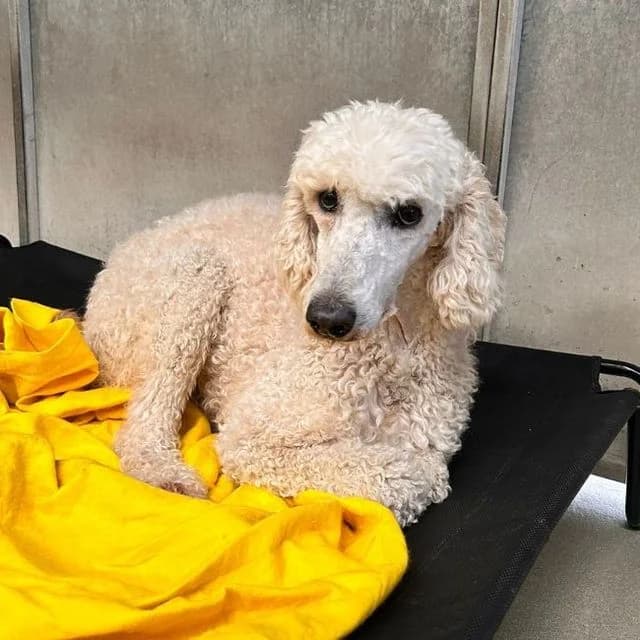 Elana, female 5yo Poodle for adoption at Many Tears Animal Rescue, Llanelli