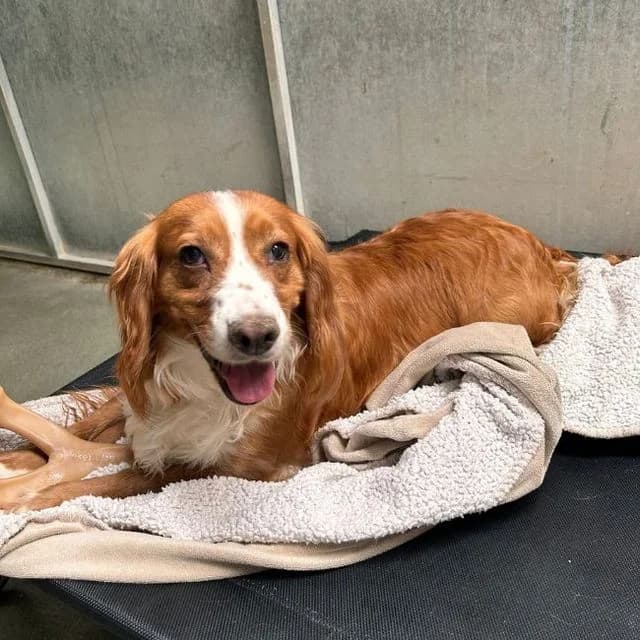 Oletta, female 5yo Cocker Spaniel for adoption at Many Tears Animal Rescue, Llanelli