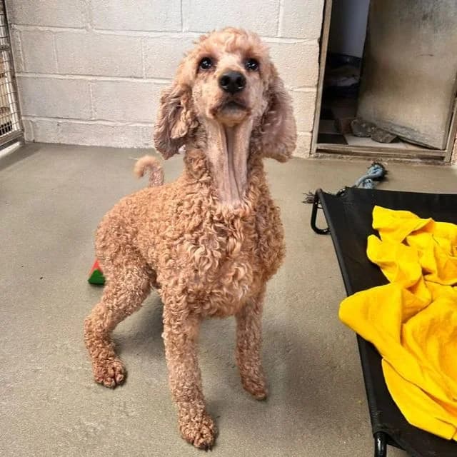 Wren, female 4yo Poodle for adoption at Many Tears Animal Rescue, Llanelli