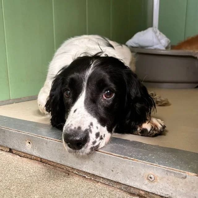 Millie, female 5yo mixed breed for adoption at Many Tears Animal Rescue, Llanelli