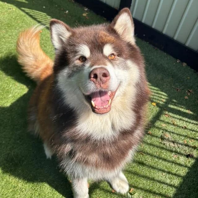 Otto, Alaskan Malamute (Many Tears Animal Rescue)