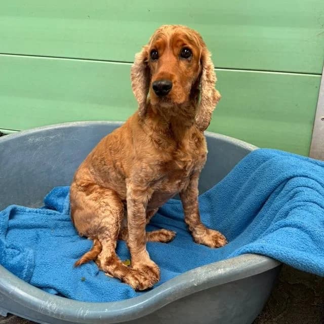 Berry, female 7yo Cocker Spaniel for adoption at Many Tears Animal Rescue, Llanelli
