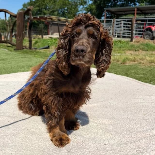 Dory, female 4yo Cocker Spaniel for adoption at Many Tears Animal Rescue, Llanelli