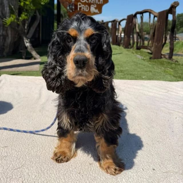 Dianna, female 5yo Cocker Spaniel for adoption at Many Tears Animal Rescue, Llanelli