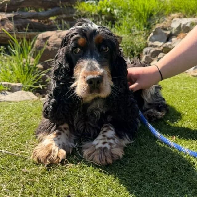Demi, female 4yo Cocker Spaniel for adoption at Many Tears Animal Rescue, Llanelli