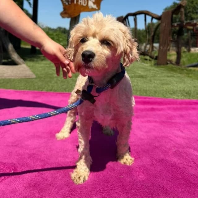 Danube, female 3yo Poodle for adoption at Many Tears Animal Rescue, Llanelli