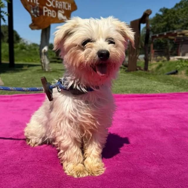 Dolby, female senior Maltese for adoption at Many Tears Animal Rescue, Llanelli