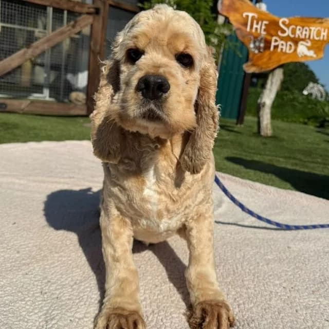 Danny, male 4yo Cocker Spaniel for adoption at Many Tears Animal Rescue, Llanelli