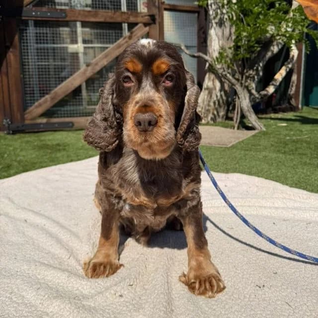 Dolly, female 6yo Cocker Spaniel for adoption at Many Tears Animal Rescue, Llanelli