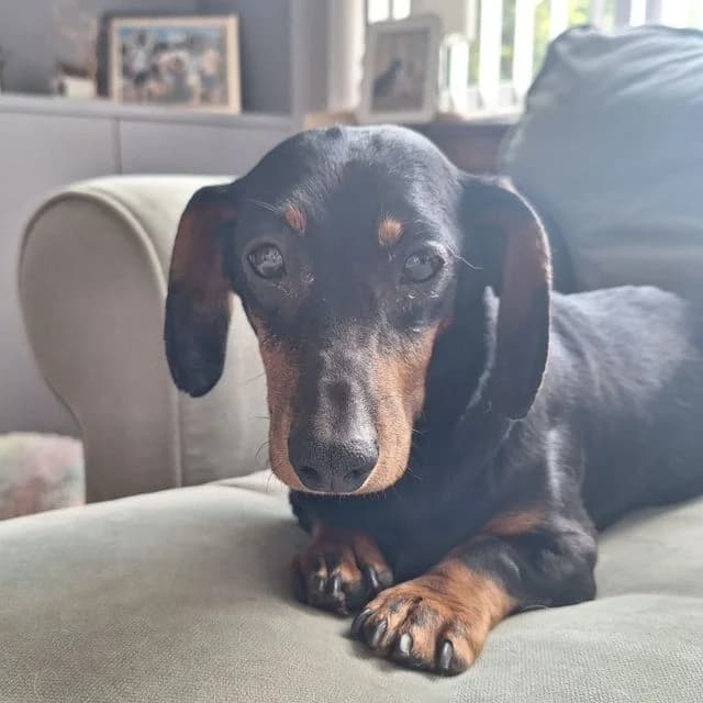 Jackie, female 7yo Dachshund for adoption at Many Tears Animal Rescue, Llanelli
