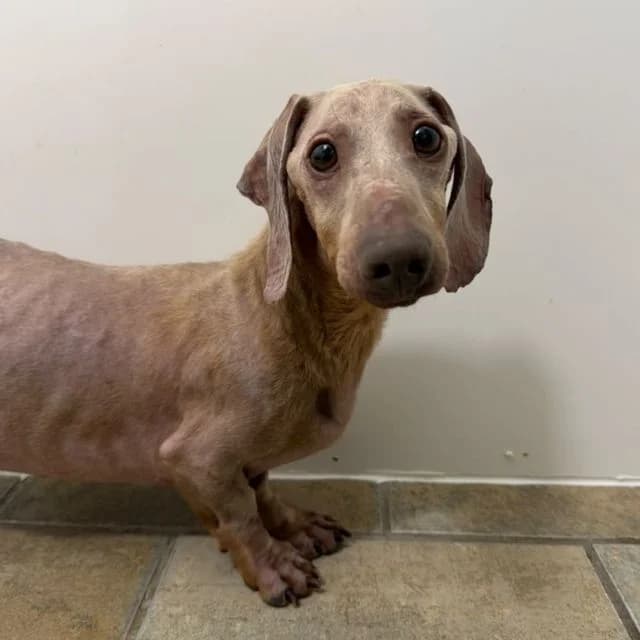 Jonah, male 5yo Dachshund for adoption at Many Tears Animal Rescue, Llanelli