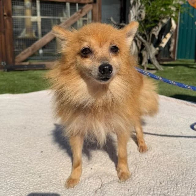 Juice, female 7yo Pomeranian for adoption at Many Tears Animal Rescue, Llanelli