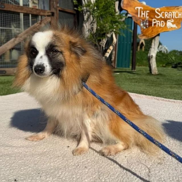 Juniper, female 5yo Pomeranian for adoption at Many Tears Animal Rescue, Llanelli