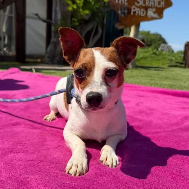 Jaffa Cake, female 4yo Jack Russell Terrier for adoption at Many Tears Animal Rescue, Llanelli