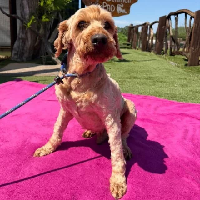 Jasper, male senior Cockapoo for adoption at Many Tears Animal Rescue, Llanelli
