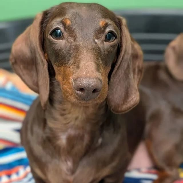 Yoshi, female young Dachshund for adoption at Many Tears Animal Rescue, Llanelli