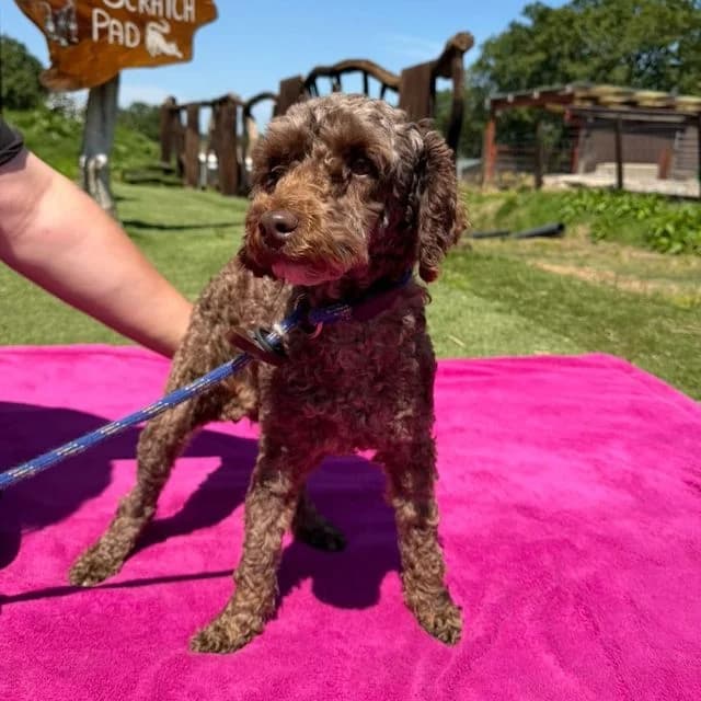 Ursula, female 3yo Poodle for adoption at Many Tears Animal Rescue, Llanelli