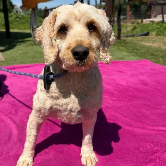 Uma, female 4yo Cockapoo for adoption at Many Tears Animal Rescue, Llanelli
