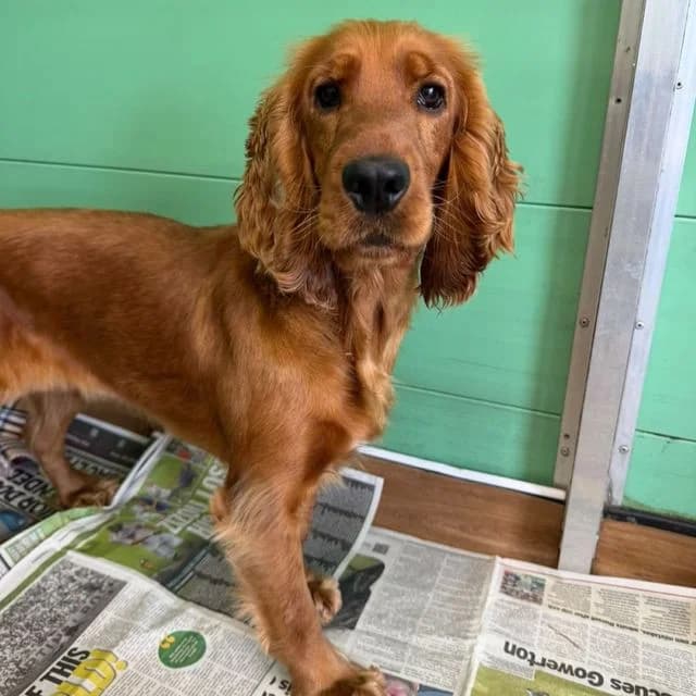 Ureka, female young Cocker Spaniel for adoption at Many Tears Animal Rescue, Llanelli