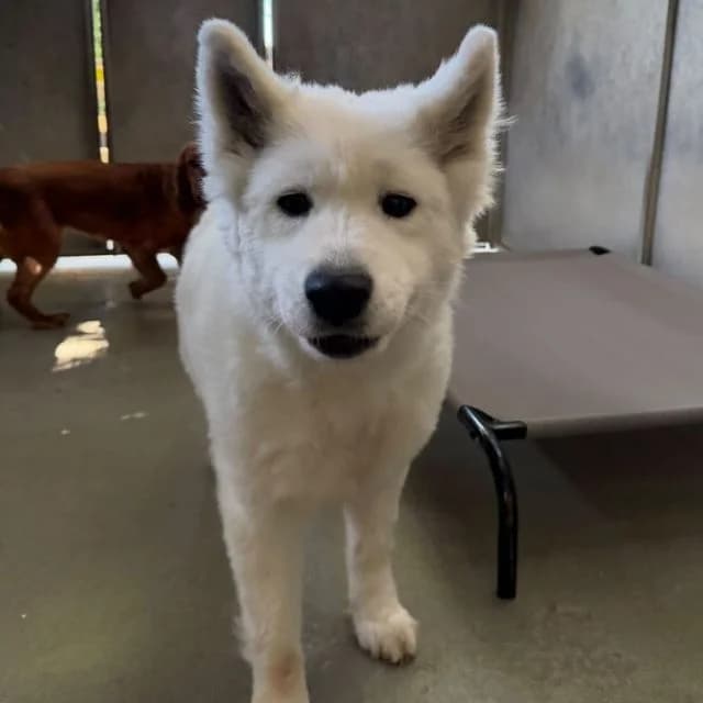 Unity, female 4yo Samoyed for adoption at Many Tears Animal Rescue, Llanelli