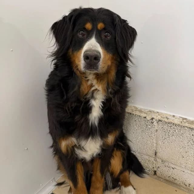 Ulyssa, female 3yo Bernese Mountain Dog for adoption at Many Tears Animal Rescue, Llanelli
