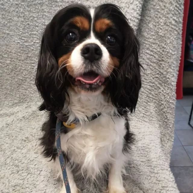 Siwan, female 5yo Cavalier King Charles Spaniel for adoption at Many Tears Animal Rescue, Llanelli