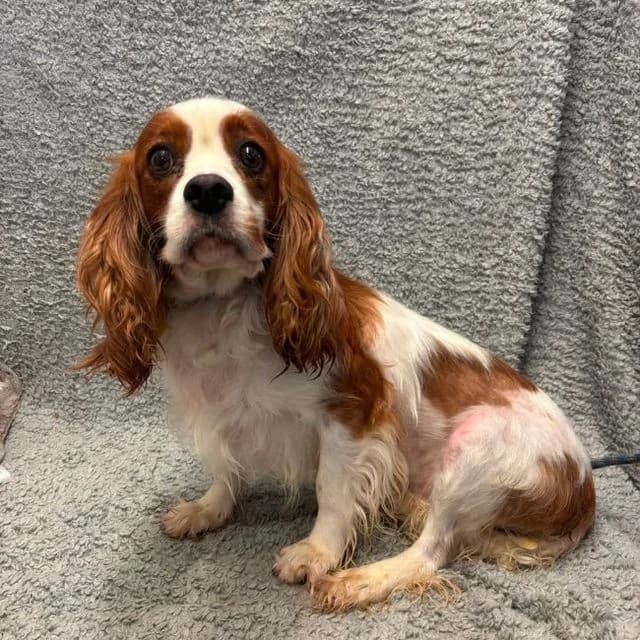 Carys, female 6yo Cavalier King Charles Spaniel for adoption at Many Tears Animal Rescue, Llanelli