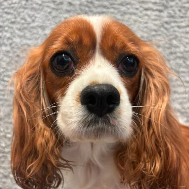 Sara, female 6yo Cavalier King Charles Spaniel for adoption at Many Tears Animal Rescue, Llanelli