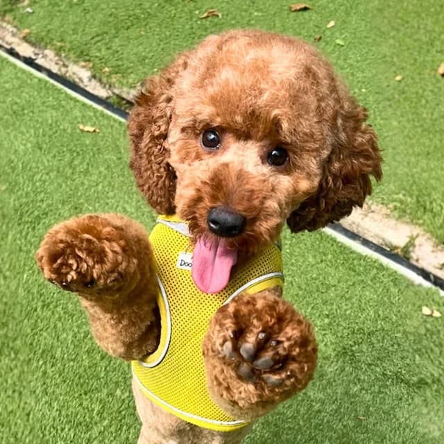Curly, female 4yo Poodle for adoption at Many Tears Animal Rescue, Llanelli