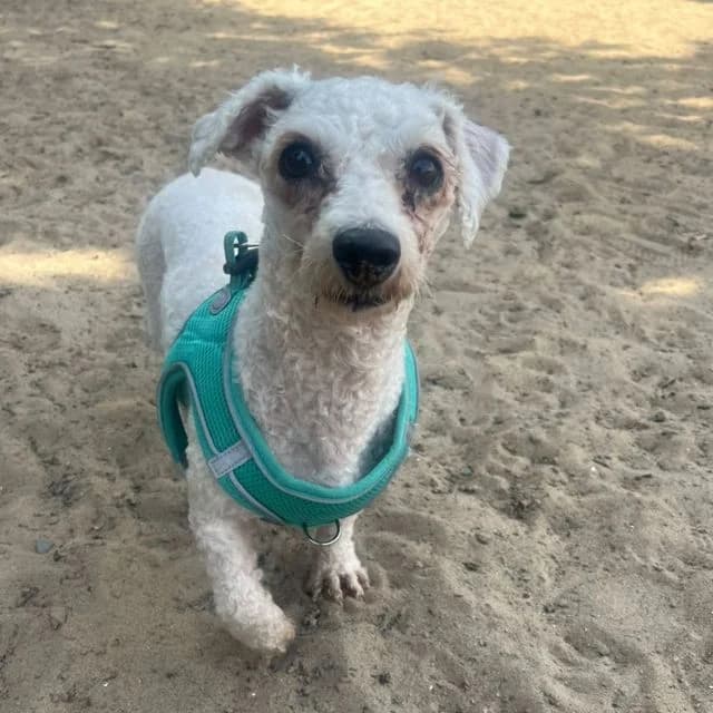 Cloud, Bichon Frisé (Many Tears Animal Rescue)
