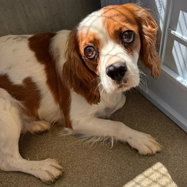 Lucky, female 5yo Cavalier King Charles Spaniel for adoption at Many Tears Animal Rescue, Llanelli