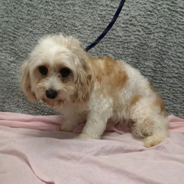 Lemony, female young mixed breed for adoption at Many Tears Animal Rescue, Llanelli