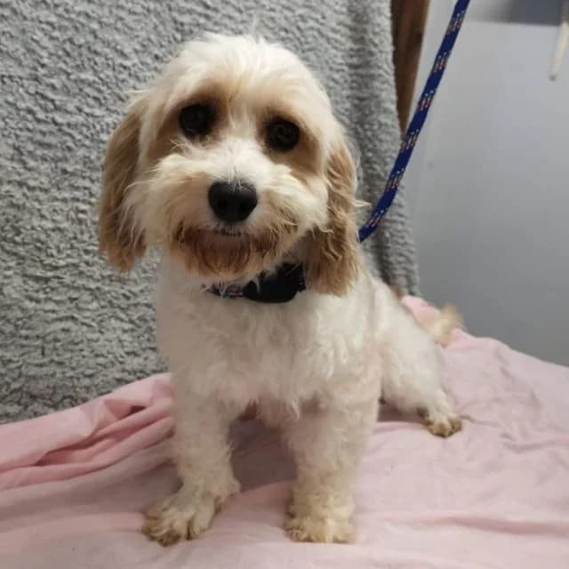Lavender, female 3yo mixed breed for adoption at Many Tears Animal Rescue, Llanelli