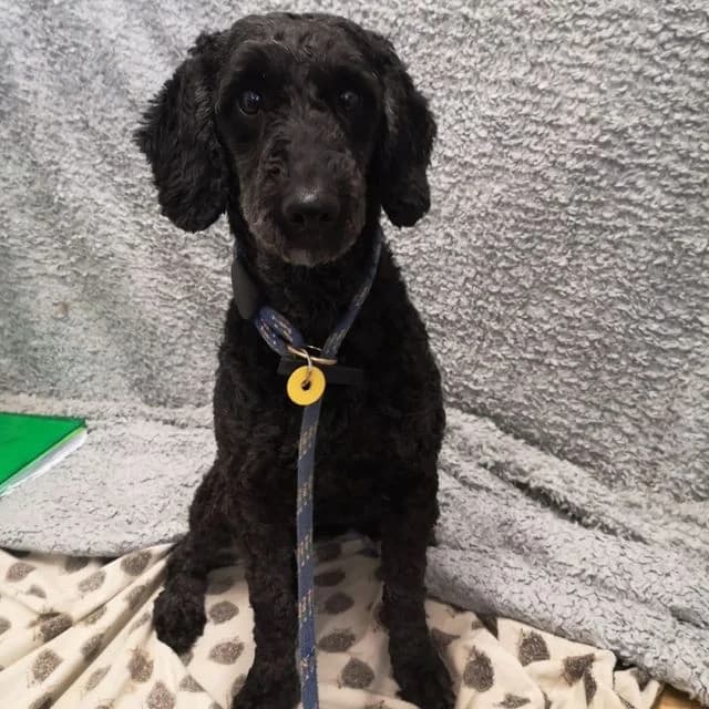 Cutie, female 4yo Poodle for adoption at Many Tears Animal Rescue, Llanelli