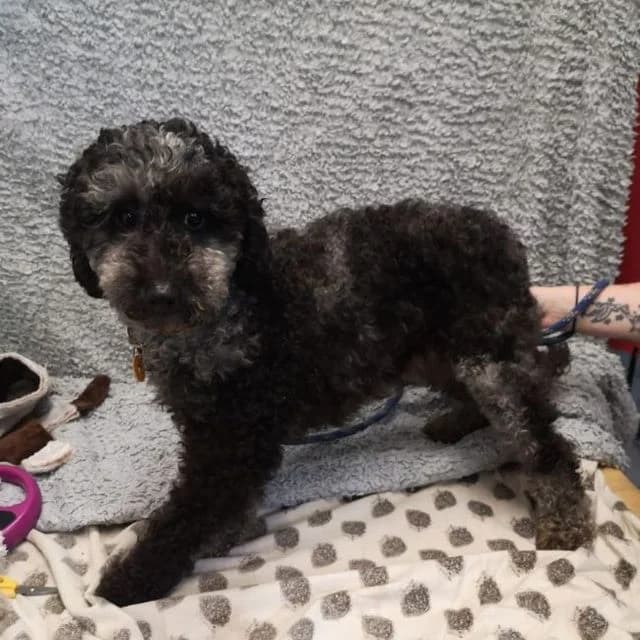 Calypso, Poodle (Many Tears Animal Rescue)