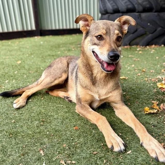 Rosie, female 4yo Mixed Breed for adoption at Many Tears Animal Rescue, Llanelli