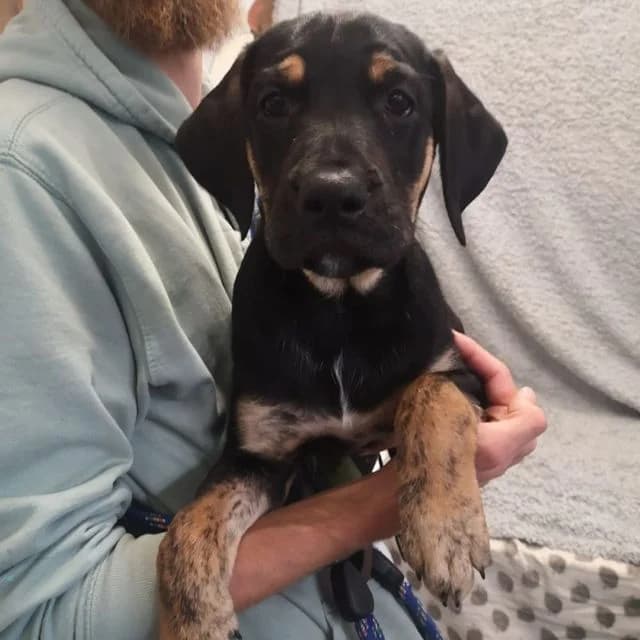 Cora, female puppy Cane Corso for adoption at Many Tears Animal Rescue, Llanelli