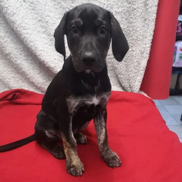 Molly, female puppy Cane Corso for adoption at Many Tears Animal Rescue, Llanelli