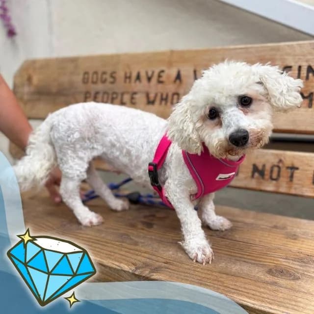 Evian, female 4yo Bichon Frisé for adoption at Many Tears Animal Rescue, Llanelli