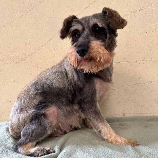 Effy, female 5yo mixed breed for adoption at Many Tears Animal Rescue, Llanelli