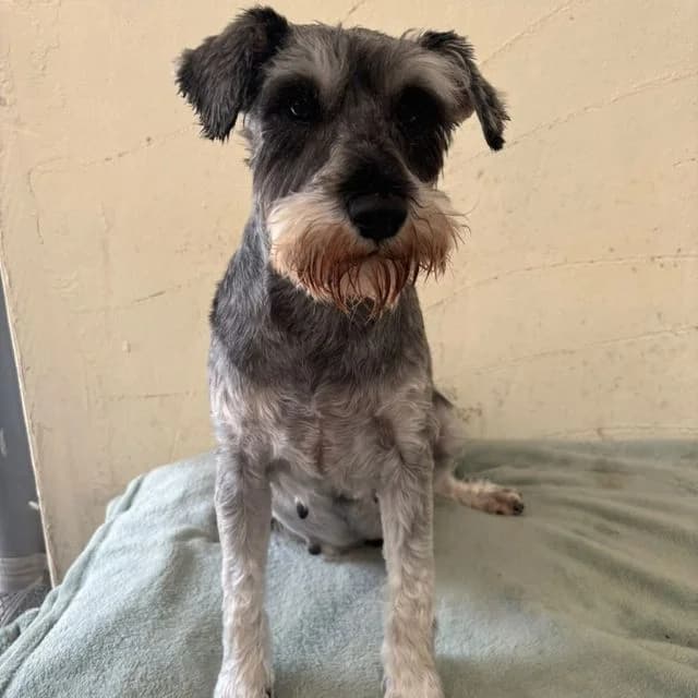 Eclipse, female mixed breed for adoption at Many Tears Animal Rescue, Llanelli
