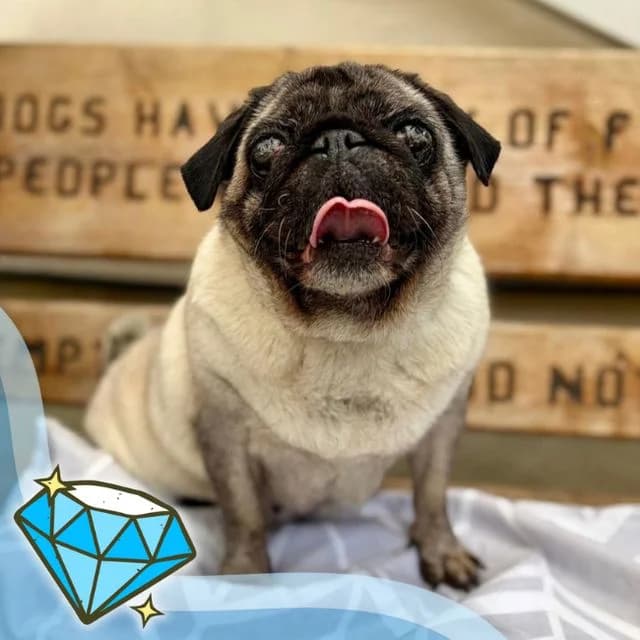 Jenny, female senior Pug for adoption at Many Tears Animal Rescue, Llanelli